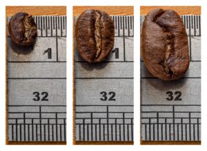 Roasted coffee seed sizes